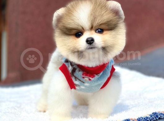 Pomeranian Boo Teddy Face Erkek Mini Yavrumuz görsel