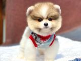 Pomeranian Boo Teddy Face Erkek Mini Yavrumuz
