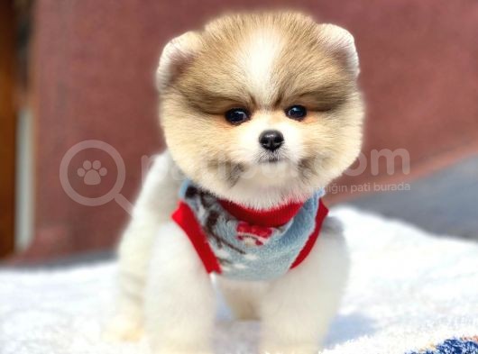 Pomeranian Boo Teddy Face Erkek Mini Yavrumuz