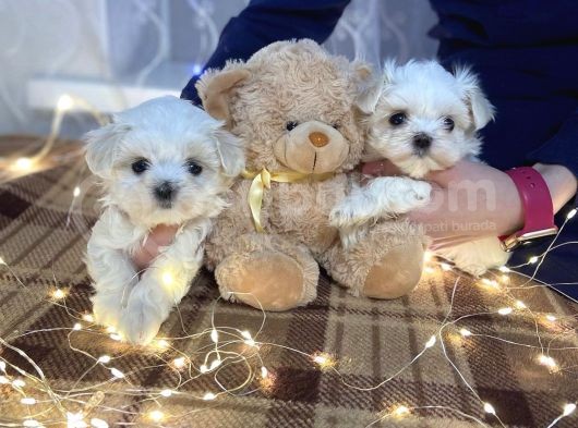 Maltese Mini Boy Yavrular görsel