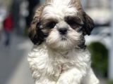 Bebek Surat Shih Tzu Yavrular