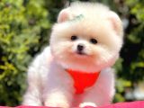 Ayı Surat Sevimli Mini Boy Pomeranian Yavrular