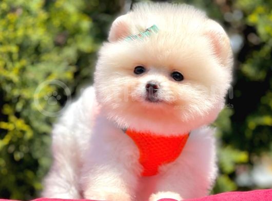 Ayı Surat Sevimli Mini Boy Pomeranian Yavrular görsel