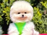 Safkan Pomeranian Boo Yavrularımız