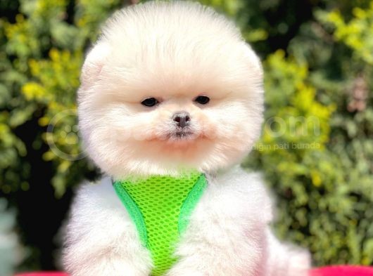 Safkan Pomeranian Boo Yavrularımız görsel
