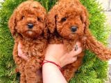 Red Brown Toy Poodle Yavrular