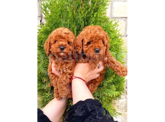 Red Brown Toy Poodle Yavrular görsel