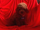 Mini Toy Poodle