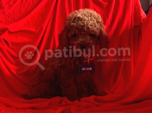 Mini Toy Poodle görsel