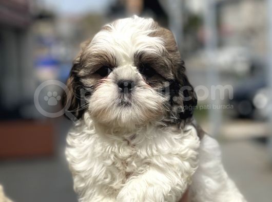 Bebek Surat Shih Tzu Yavrular görsel