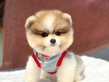Pomeranian Boo Teddy Face Erkek Mini Yavrumuz