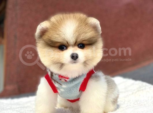 Pomeranian Boo Teddy Face Erkek Mini Yavrumuz görsel