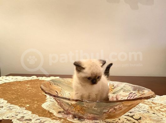 British Blue Poınt görsel