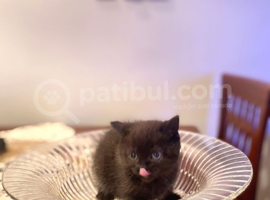 British Shorthair görsel