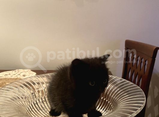 British Shorthair görsel
