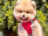 Safkan Pomeranian Boo Yavrularımız