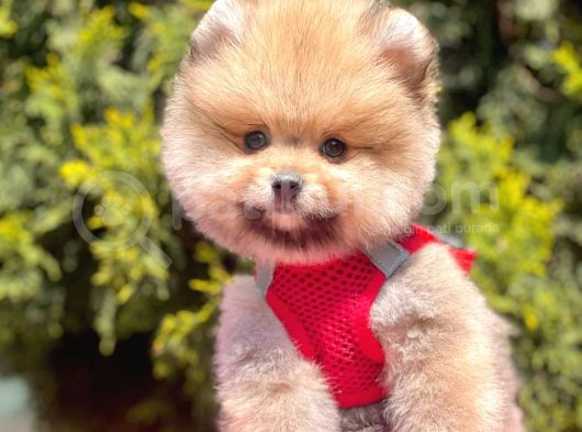 Safkan Pomeranian Boo Yavrularımız görsel