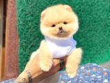 Pomeranian Boo Teddy Face Erkek Yavrumuz
