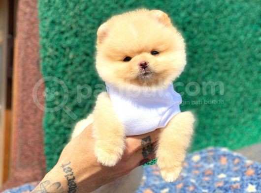 Pomeranian Boo Teddy Face Erkek Yavrumuz görsel