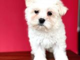 Tatli Maltese Terri̇er