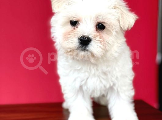 Tatli Maltese Terri̇er görsel