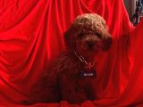 Mini Toy Poodle