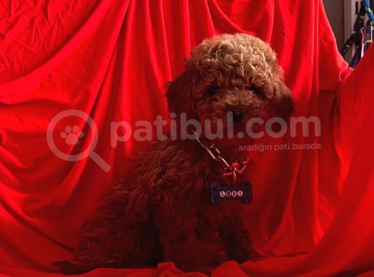 Mini Toy Poodle