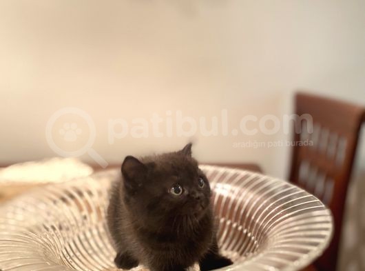 British Shorthair görsel