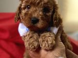 Anne Altindan Red Toy Poodle Yavruları