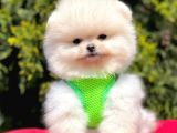 Safkan Pomeranian Boo Yavrularımız