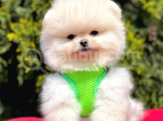 Safkan Pomeranian Boo Yavrularımız