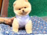 Pomeranian Boo Teddy Face Erkek Yavrumuz