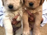 Baby Face Golden Retriever Yavruları