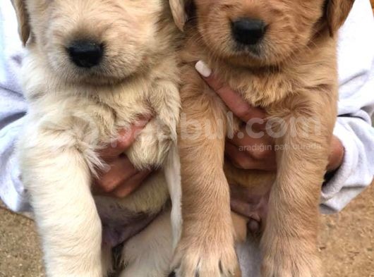 Baby Face Golden Retriever Yavruları görsel