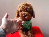 Safkan Toy Poodle Yavrularımız