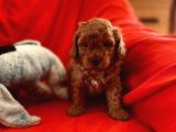 Orji̇nal Red Toy Poodle