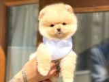 Ayıcık Suratlı Pomeranian Boo Yavrumuz