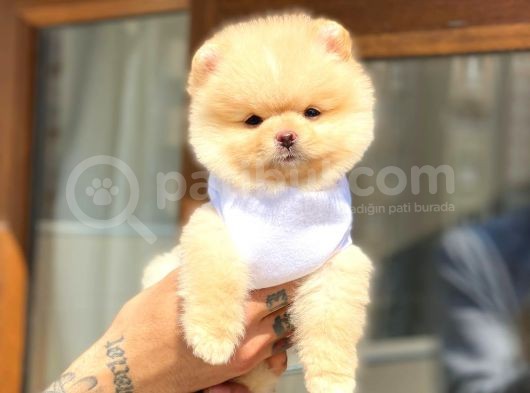 Ayıcık Suratlı Pomeranian Boo Yavrumuz görsel