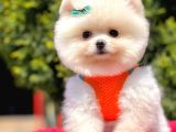 Ayı Surat Sevimli Mini Boy Pomeranian Yavrular