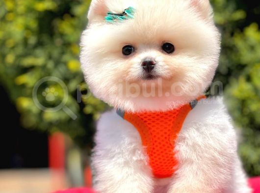 Ayı Surat Sevimli Mini Boy Pomeranian Yavrular görsel
