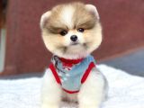 Pomeranian Boo Teddy Face Erkek Mini Yavrumuz