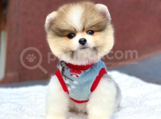 Pomeranian Boo Teddy Face Erkek Mini Yavrumuz görsel