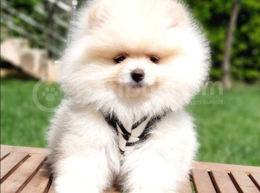 Satılık Pomeranian Boo Teddy Bear Yavrular görsel