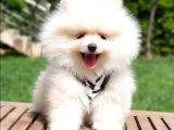 Satılık Pomeranian Boo Teddy Bear Yavrular