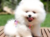 Satılık Pomeranian Boo Teddy Bear Yavrular