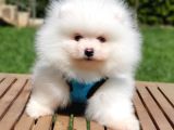 Teddy Face Pomeranian Boo Yavrularımız