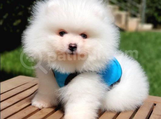 Teddy Face Pomeranian Boo Yavrularımız görsel