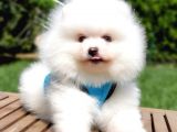Teddy Face Pomeranian Boo Yavrularımız