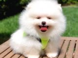 Teddy Face Pomeranian Boo Yavrularımız