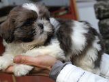 Safkan Pedi̇greli̇ Shihtzu Tam Eği̇ti̇mli̇ Kif Kayitli